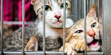 Katzen in einem Käfig auf einem asiatischen Straßenmarkt