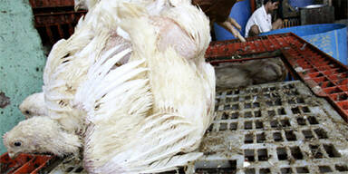 Südkorea: Vogelgrippe erneut ausgebrochen