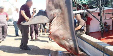 Schockbilder decken illegale Jagd auf Haie im Mittelmeer auf