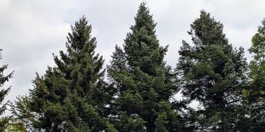 Erster Weihnachtsbaum kommt schon nach Wien