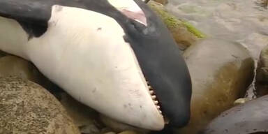Wal-Tragödie vor Küste: 9 Orcas tot