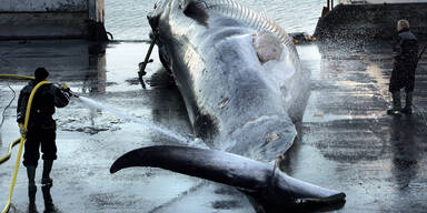 Japanische Walfangflotte in die Antarktis ausgelaufen