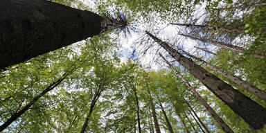 Steiermark: Forstarbeiter von Baum getötet