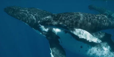 Wissenschafter statten Wale per Drohne mit Sendern aus