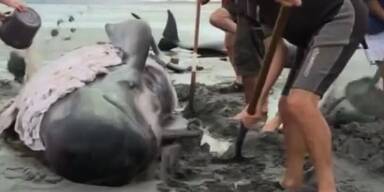 16 gestrandete Wale eingeschläfert