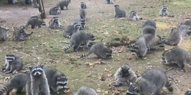 Waschbären-Invasion im eigenen Garten: „Haben ihre Freunde eingeladen“