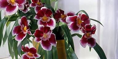 Wenig Sonne und Dünger: Orchideen richtig pflegen