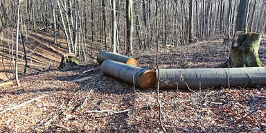 Aktivist: "Wienerwald wird derzeit massiv abgeholzt"