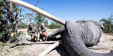 Jäger töten Elefanten - und lächeln dann in die Kamera