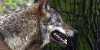 Wolf (1).png