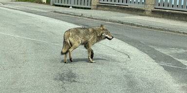 Wolfs-Alarm in NÖ: Tier spaziert durch Ort
