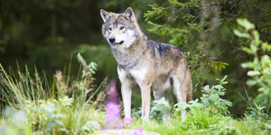 Wolf aus Nordeuropa wildert in Tirol