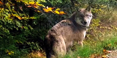 Im Mühlviertel dürfen Wölfe jetzt vertrieben werden