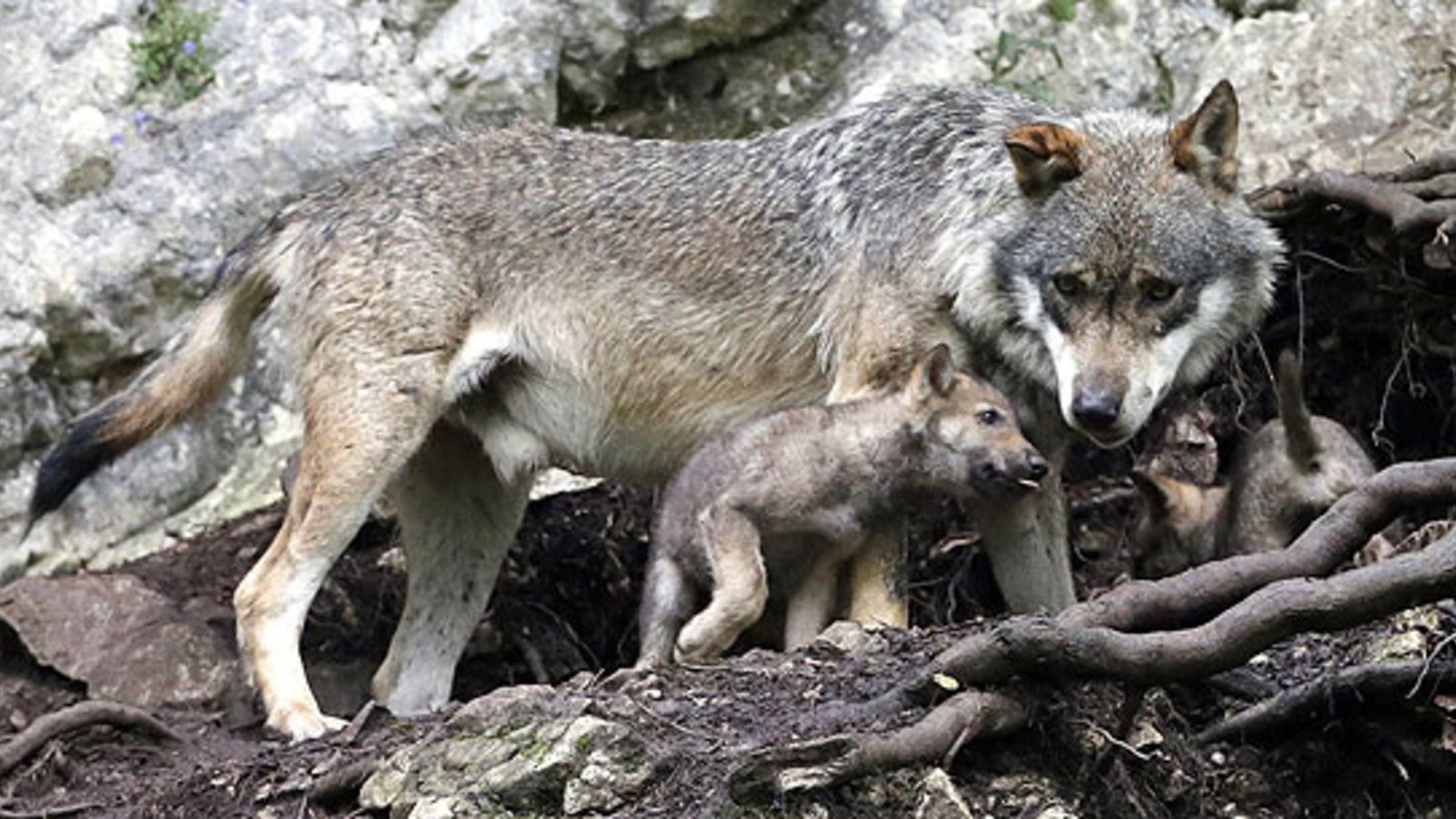 Bär, Luchs und Wolf kehren heim - oe24.at