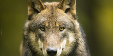 Wolf - ADV - WWF - 960x480