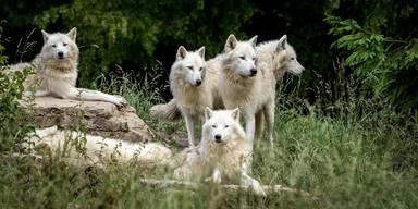 Wölfe - Tierschutz - Channel - Story-Bild