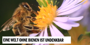 World Bee Day 1.PNG