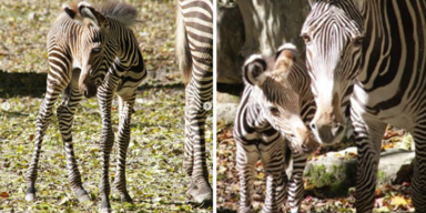 Erstes Zebra-Baby seit sechs Jahren im Zoo Salzburg