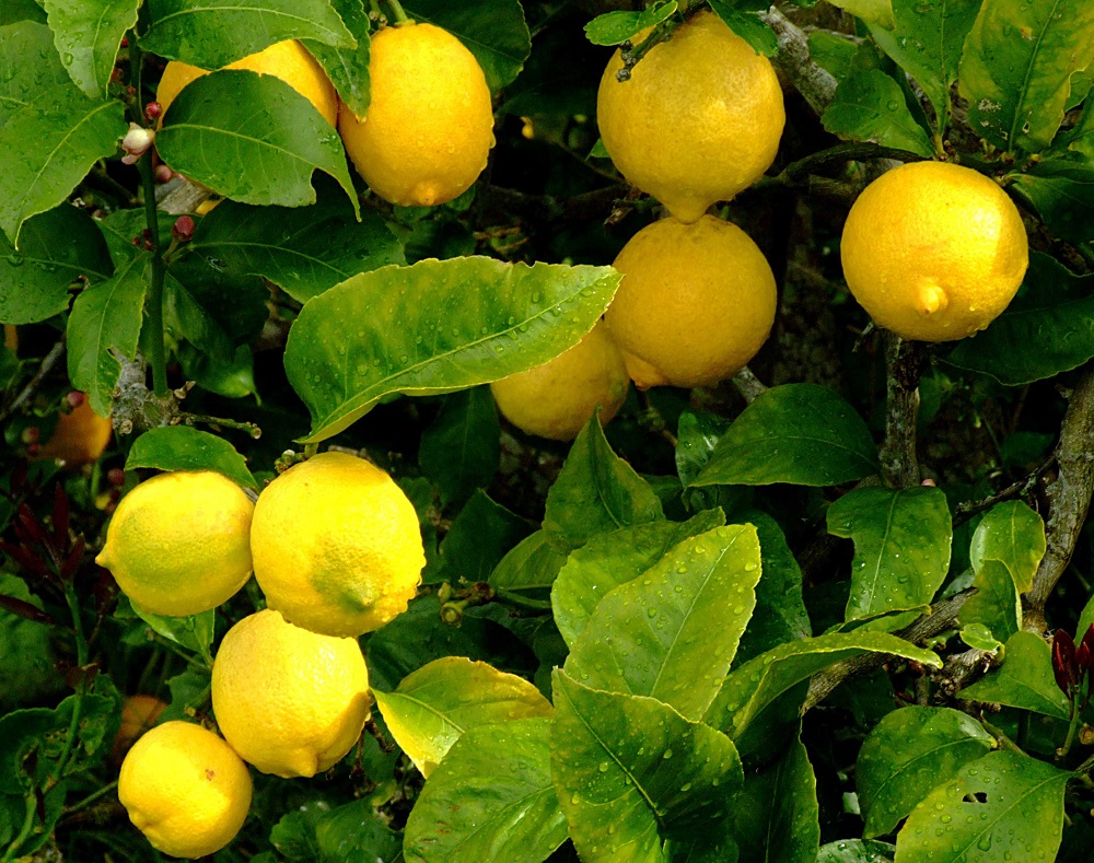 Zitrusfrüchte - Garten-CH - Balkongarten