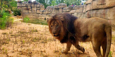 Vier Löwen im Zoo von Barcelona positiv getestet | Auch Mitarbeiter infiziert
