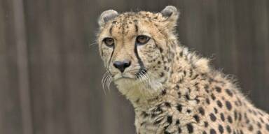 Zoo Salzburg Geparden Nachwuchs