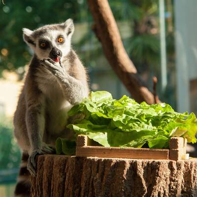 Universum zeigt Schönbrunner Tiergeschichten - Leben im Zoo