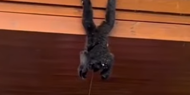 Affe pinkelt völlig ungeniert auf Zoo-Besucher
