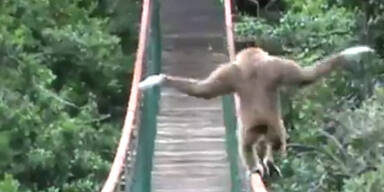 Affe balanciert geschickt über Brücke