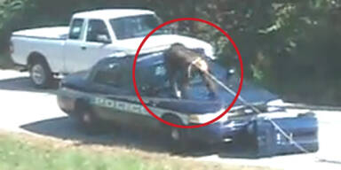 Monster-Affe schlägt auf Polizeiauto ein