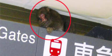 Affe überfiel U-Bahn Tokios