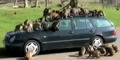 Affen Auto Longleat Safari Parks