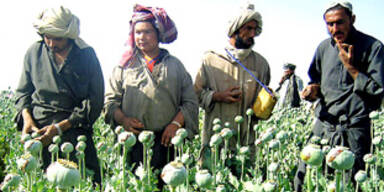 afghanistan_opium