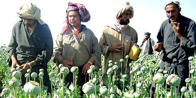 afghanistan_opium_ap