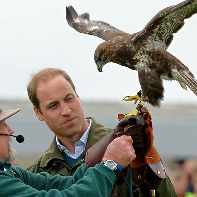 Prinz William freundet sich mit einem Falken an