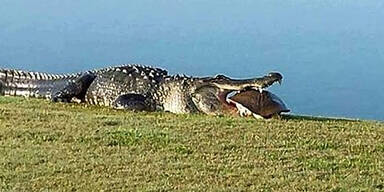 Alligator frisst Riesenschildkröte