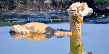 Sichtung des Loch Ness „Monster“ entpuppt sich als entflohenes Alpaka