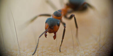 Ameisen heilen verwundete Artgenossen mit Antibiotika