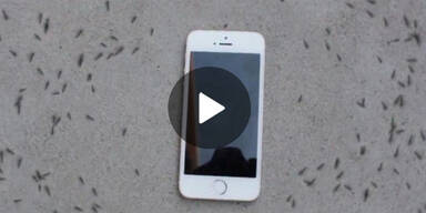 Tausende Ameisen „beten“ iPhone an