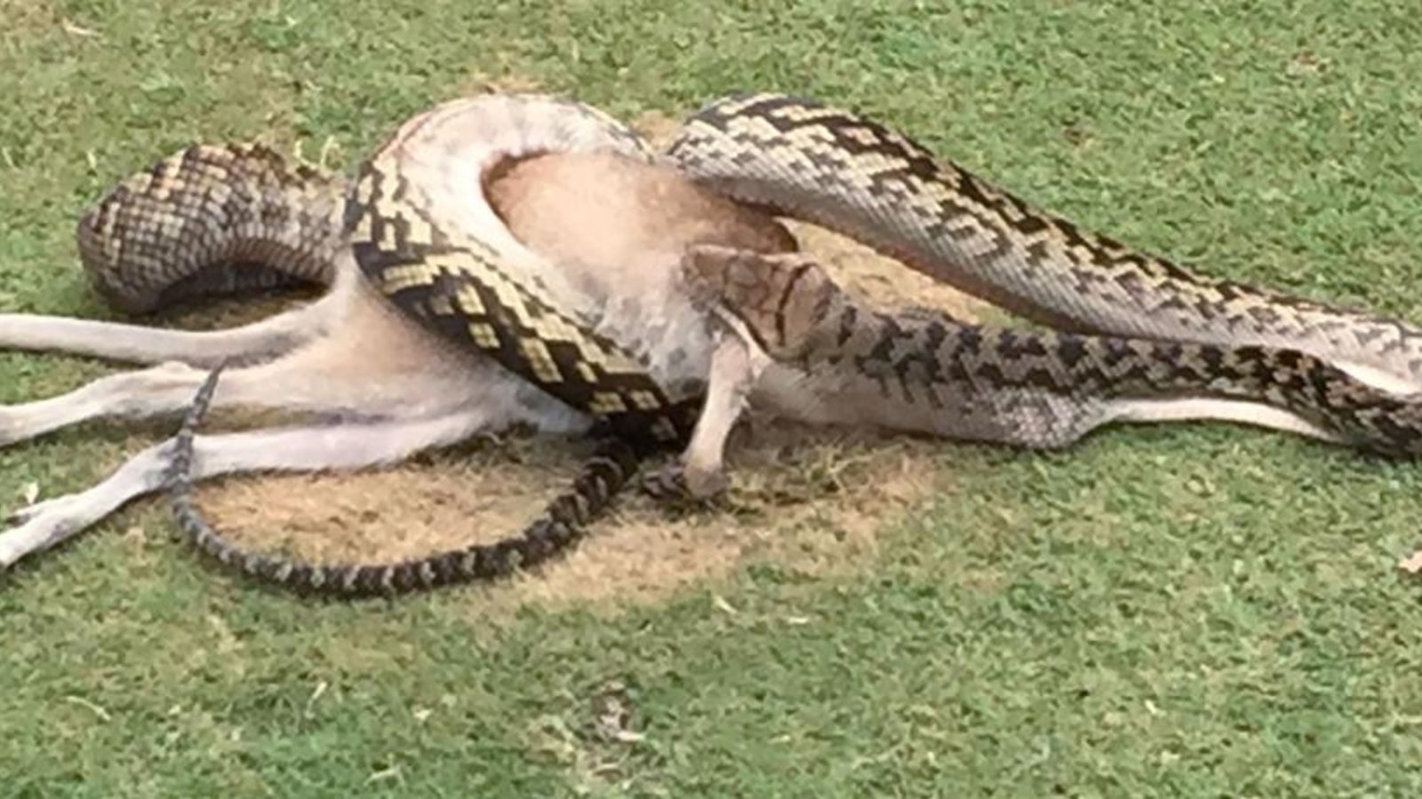 Python Digesting Kangeroo Hier frisst eine Python ein ganzes Känguru - oe24.at