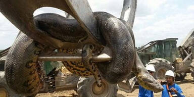 Arbeiter entdeckten größte Schlange der Welt