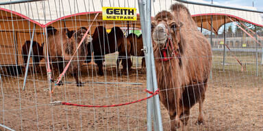 Kamele Zirkus Oberösterreich