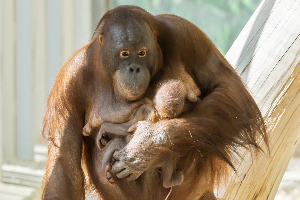 Orang-Utan