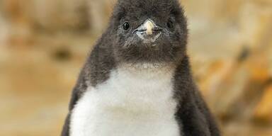 Pinguin-Küken Zoo Schönbrunn