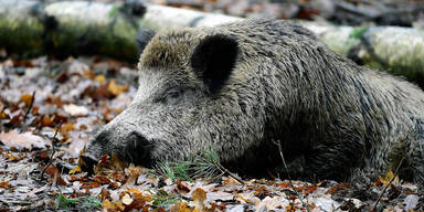 Schweinepest-Alarm jetzt auch in Westeuropa