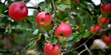 Rekord-Apfelernte in Europa
