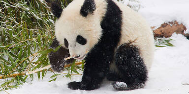 Panda Schönbrunn