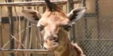 So süss war die Baby-Giraffe Arusha