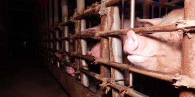 Schweine in Käfig