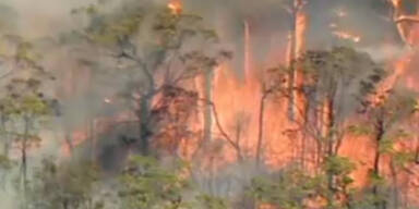 Buschbrände: Feuerhölle in Australien