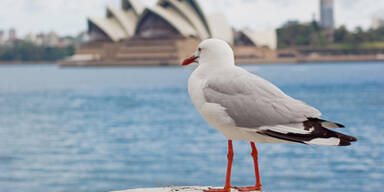 Auf nach Australien!